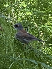 Junco phaeonotus