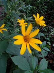 Heliopsis helianthoides