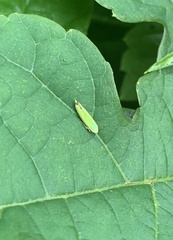 Graphocephala versuta