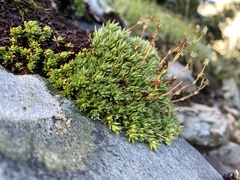 Saxifraga bronchialis