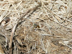 Anthidium oblongatum