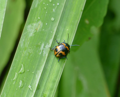 Labidomera clivicollis