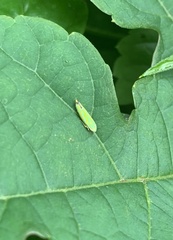 Graphocephala versuta