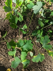 Aquilegia canadensis
