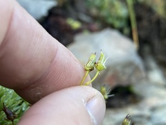 Saxifraga bronchialis
