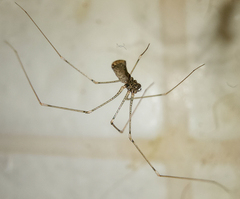 Pholcus opilionoides