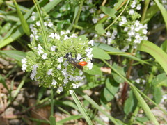 Sphecidae
