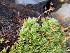 Saxifraga bronchialis