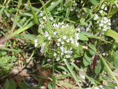 Sphecidae