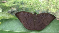Tanaecia jahnu
