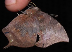Memphis moruus