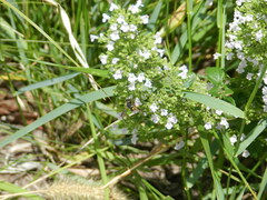 Anthidium oblongatum