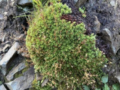 Saxifraga bronchialis