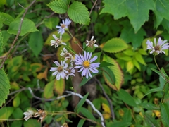 Symphyotrichum laeve
