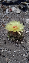 Coryphantha pallida