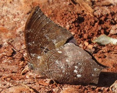 Memphis moruus
