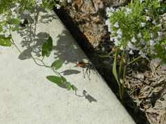 Sphecidae