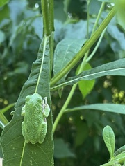 Hyla versicolor