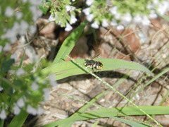 Anthidium manicatum