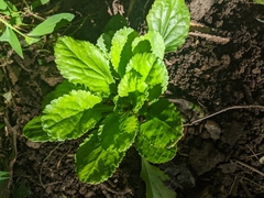 Packera obovata