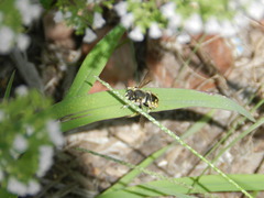 Anthidium manicatum