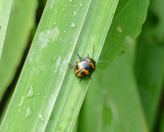 Labidomera clivicollis