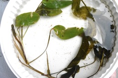 Potamogeton amplifolius