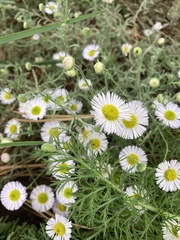 Erigeron divergens