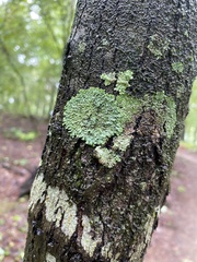 Physcia americana