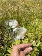 Eriophorum