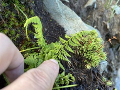 Cystopteris fragilis
