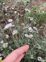 Erigeron divergens