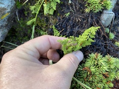 Cystopteris fragilis