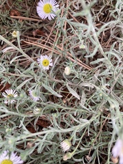 Erigeron divergens