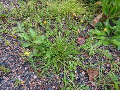 Scorzoneroides autumnalis