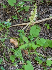 Goodyera oblongifolia