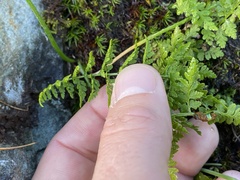 Cystopteris fragilis
