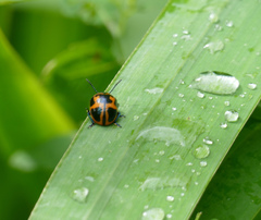 Labidomera clivicollis