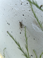 Melanoplinae