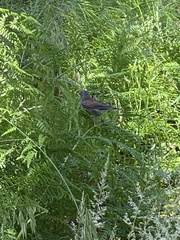 Junco phaeonotus