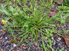 Scorzoneroides autumnalis