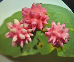 Cynips quercusechinus