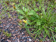 Scorzoneroides autumnalis