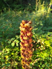 Pterospora andromedea