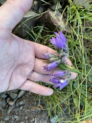 Penstemon whippleanus