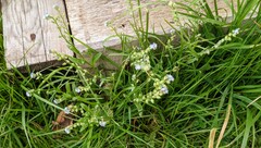 Myosotis arvensis