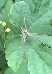 Pisaurina mira