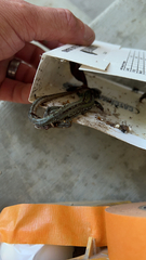 Podarcis siculus campestris