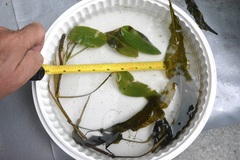 Potamogeton amplifolius