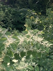 Reynoutria sachalinensis